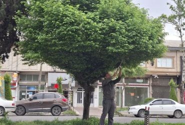 اجرای فرم‌دهی و هرس درختان در بلوار ولیعصر (عج)