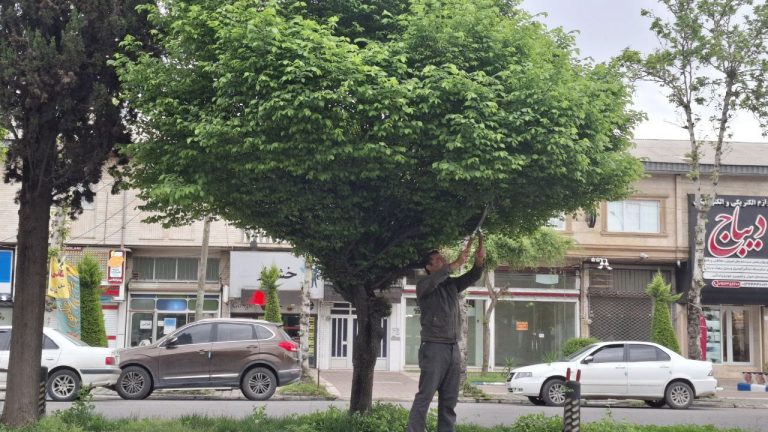 اجرای فرم‌دهی و هرس درختان در بلوار ولیعصر (عج)