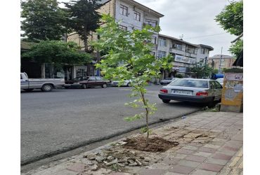 آغاز طرح کاشت درخت در صومعه‌سرا با خرید ۳۰۰ اصله نهال