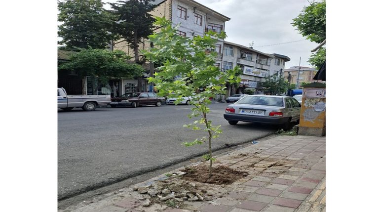 آغاز طرح کاشت درخت در صومعه‌سرا با خرید ۳۰۰ اصله نهال